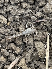 Serradigitus gertschi