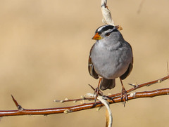 Zonotrichia leucophrys