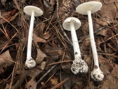 Phalloideae