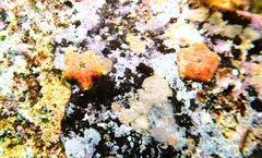 Meridiastra atyphoida