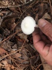 Phalloideae