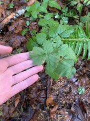 Physocarpus capitatus