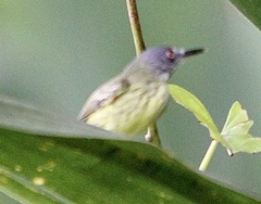 Todirostrum maculatum