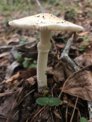 Amanita murrilliana