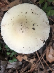 Amanita murrilliana