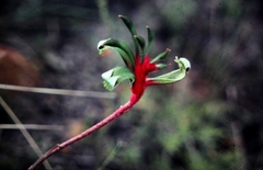 Anigozanthos manglesii
