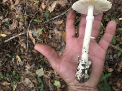 Amanita murrilliana