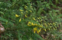Sophora fraseri