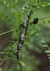 Sophora fraseri