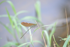 Neurobasis chinensis