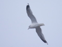 Larus canus