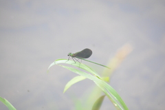 Neurobasis chinensis