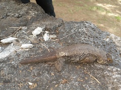 Sceloporus horridus