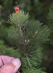 Adenanthos sericeus
