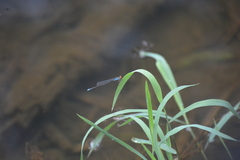 Pseudagrion rubriceps