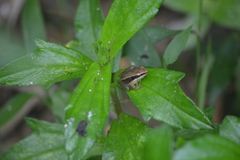 Indosylvirana