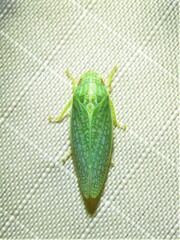 Gyponana