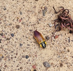 Temognatha variabilis
