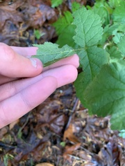 Physocarpus capitatus
