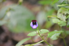 Torenia