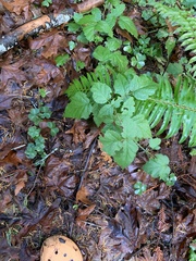 Physocarpus capitatus