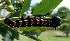 Bunaea alcinoe