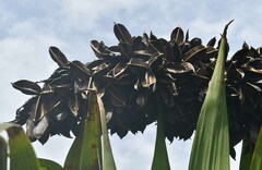 Doryanthes palmeri