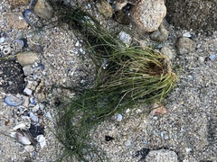 Phyllospadix torreyi