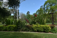 Doryanthes palmeri