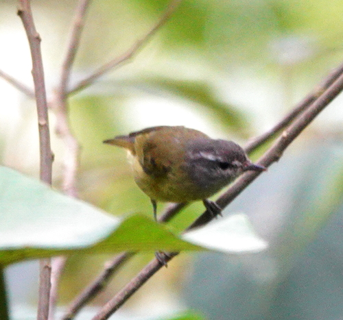 Island Leaf Warbler (Phylloscopus poliocephalus), photo 8
