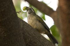 Saltator similis