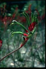 Anigozanthos manglesii