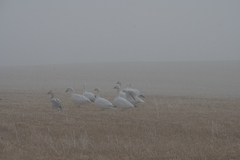 Anser caerulescens caerulescens