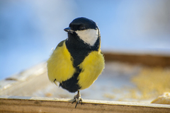 Parus major