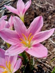 Zephyranthes rosea