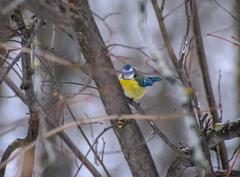 Cyanistes caeruleus