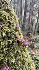 Collybiopsis villosipes