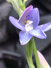 Thelymitra juncifolia