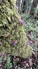 Collybiopsis villosipes