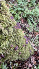 Collybiopsis villosipes