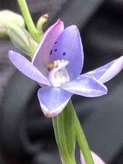 Thelymitra juncifolia