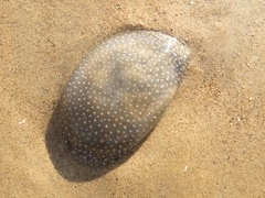 Phyllorhiza punctata
