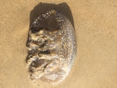 Phyllorhiza punctata