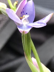 Thelymitra juncifolia