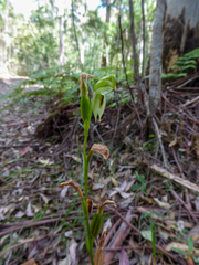Pterostylis longifolia