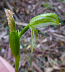 Pterostylis longifolia