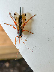 Echthromorpha intricatoria