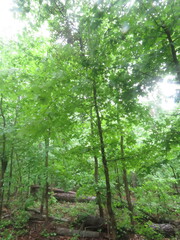 Liquidambar styraciflua