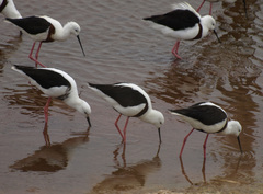 Cladorhynchus leucocephalus