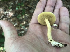 Suillus hirtellus